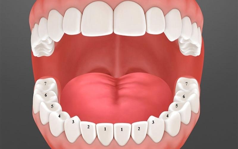 Mỗi người trưởng thành sẽ có khoảng 32 chiếc răng
