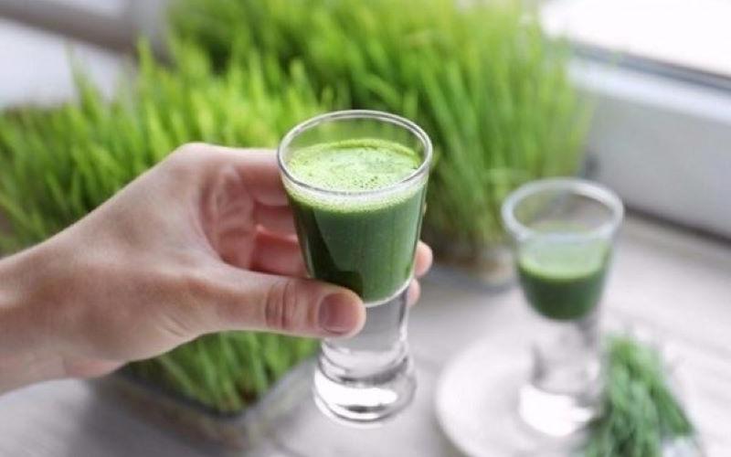 Cỏ lúa mì có đặc tính kháng khuẩn, kháng viêm