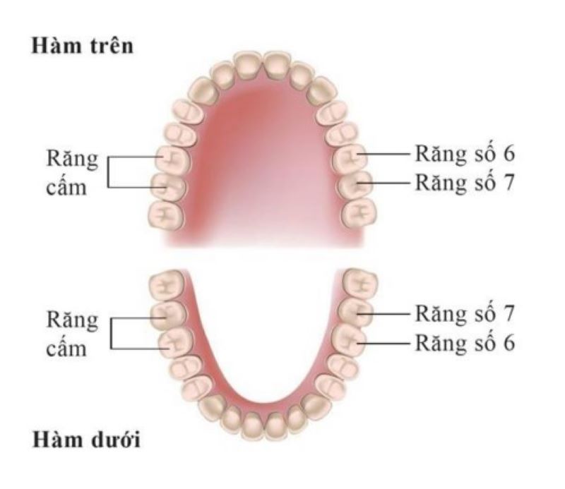 Cấu tạo hàm răng của một người bình thường
