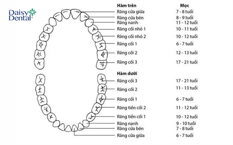 Thời gian xuất hiện của từng nhóm răng
