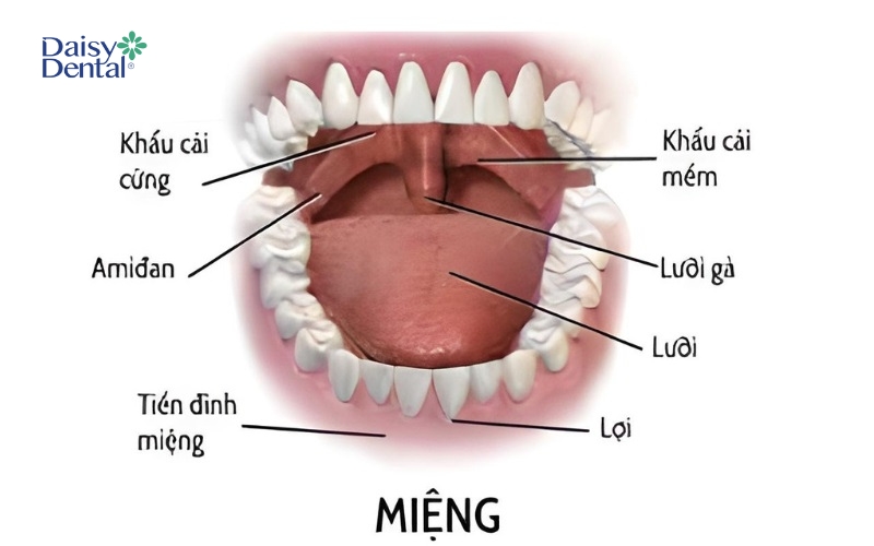 Các bộ phận chính trong khoang miệng khi ở trạng thái bình thường