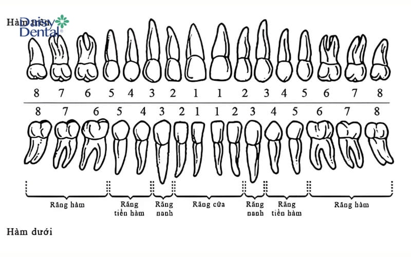 Các răng trên cung hàm được chia thành 5 nhóm nhỏ và có tên gọi khác nhau