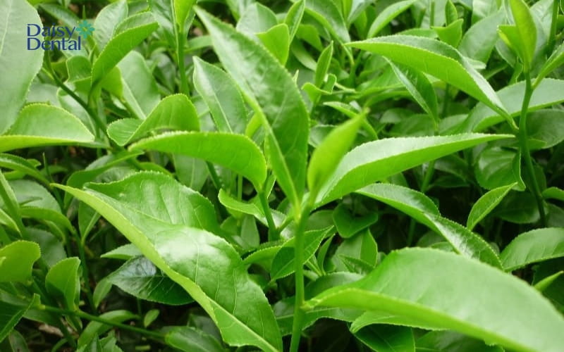 Lá trà xanh có khả năng chữa các bệnh viêm nhiễm tốt