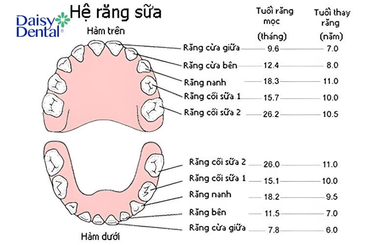 Thời gian mọc và thay răng sữa thường thấy ở bé