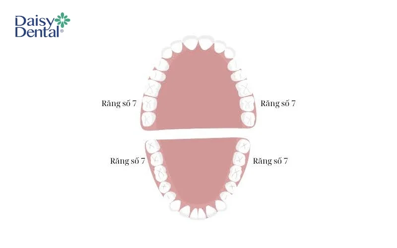 Vị trí của răng số 7 trên cung hàm
