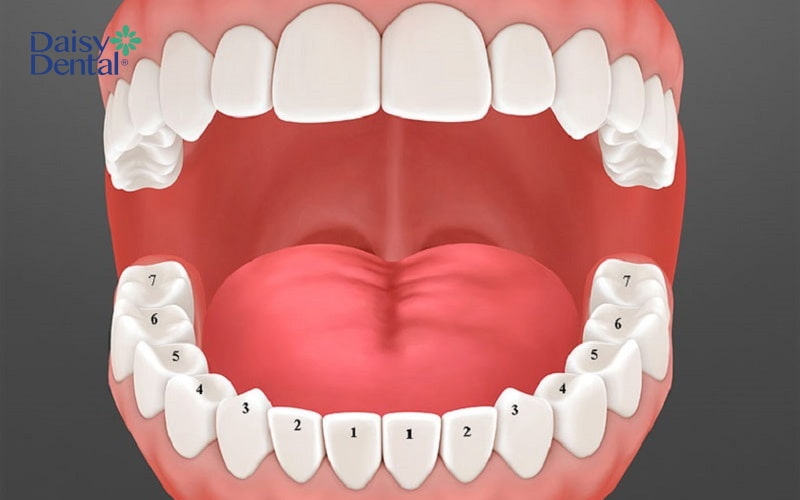 Răng số 5 đóng vai trò quan trọng trong quá trình nghiền nát thức ăn