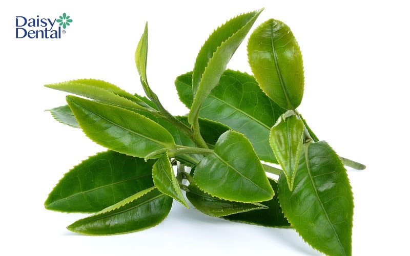 Trà xanh được cho là nguyên liệu có thể giúp giảm ê buốt răng hiệu quả