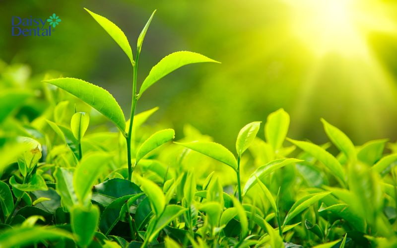 Lá trà xanh có khả năng sát khuẩn tốt