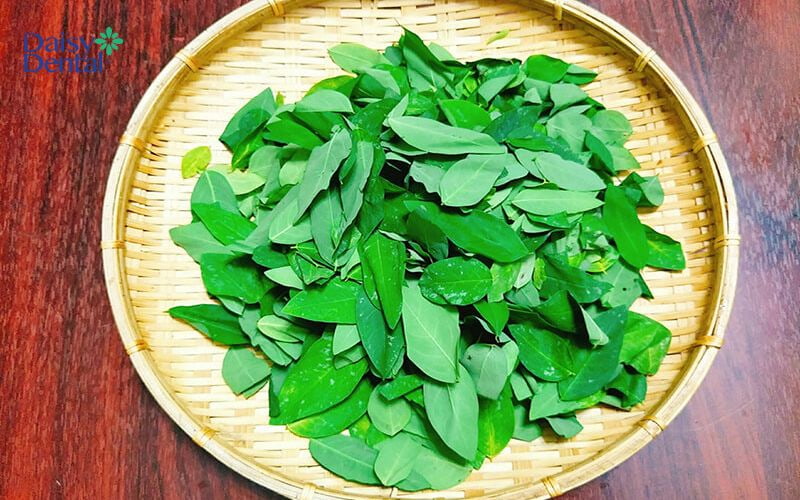 Dùng rau ngót cũng là cách chữa viêm lưỡi bản đồ bằng dân gian mà bạn có thể thực hiện