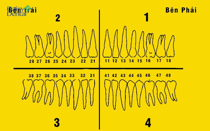 Vị trí của răng số 46 trên cung hàm