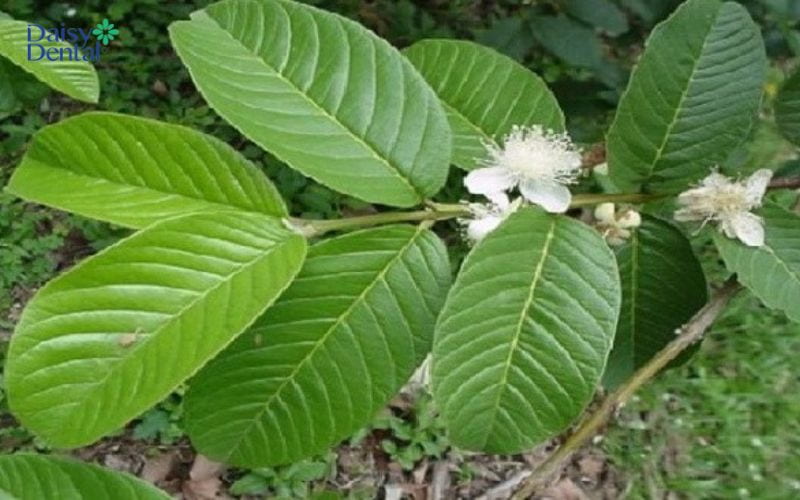 Lá ổi có thể giúp điều trị sâu răng nhanh chóng