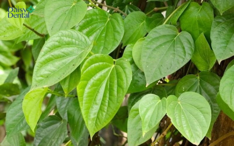 Lá trầu không dễ dàng giúp tình trạng sâu răng cải thiện