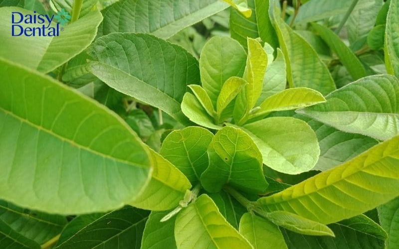 cách làm hết nhức răng nhanh nhất