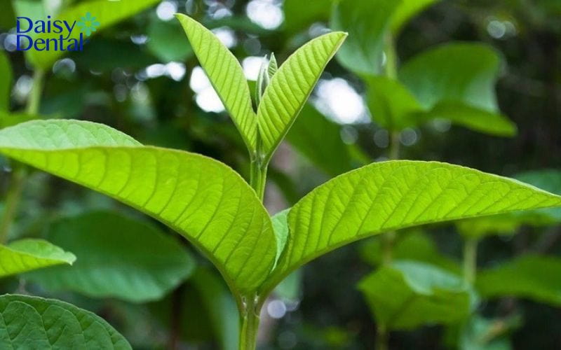 ê răng cửa hàm dưới