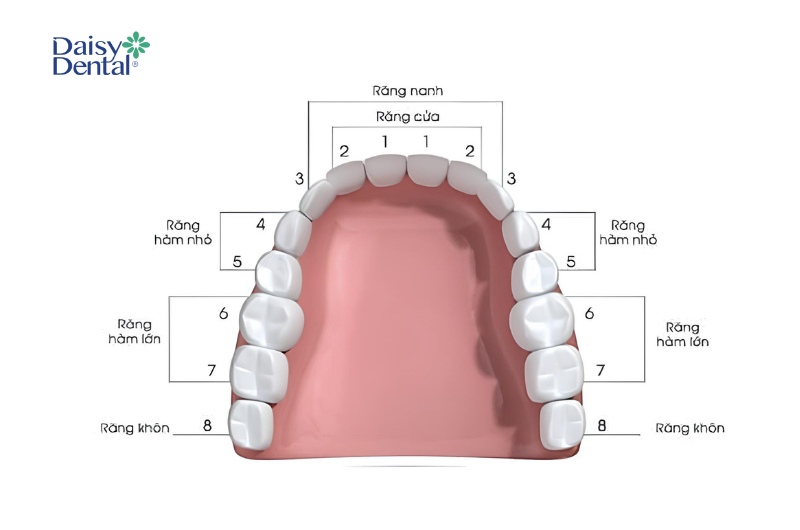 Vị trí của răng số 4 trên cung hàm. 