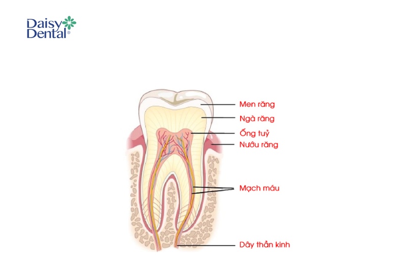 Lớp men răng thường nằm ở ngoài cùng. 