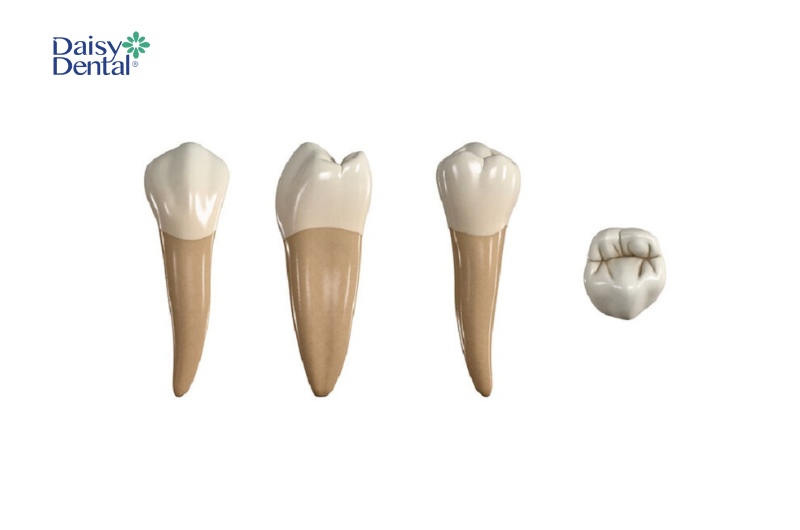 Số lượng chân răng số 4 tùy thuộc vào vị trí của chiếc răng này trên cung hàm. 