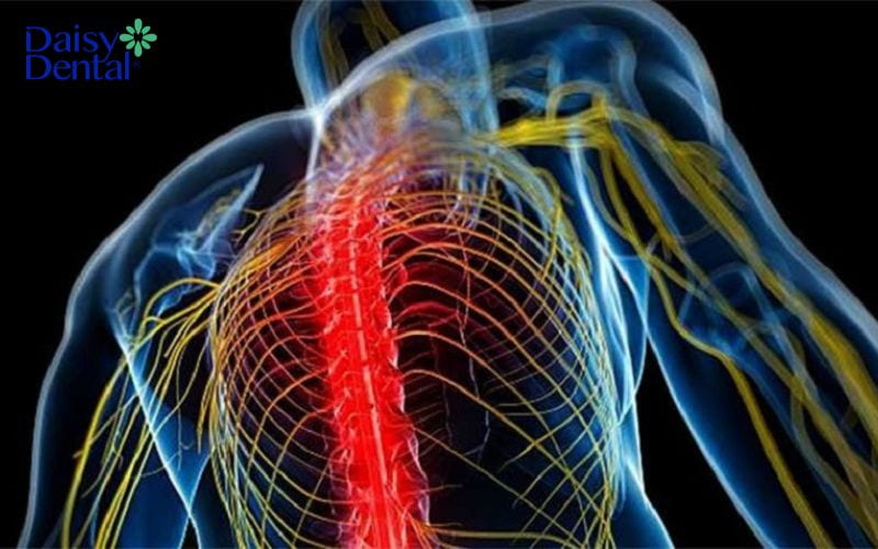 Con người có bao nhiêu đôi dây thần kinh tủy
