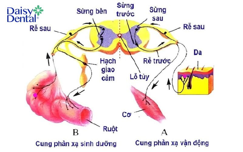 Con người có bao nhiêu đôi dây thần kinh tủy