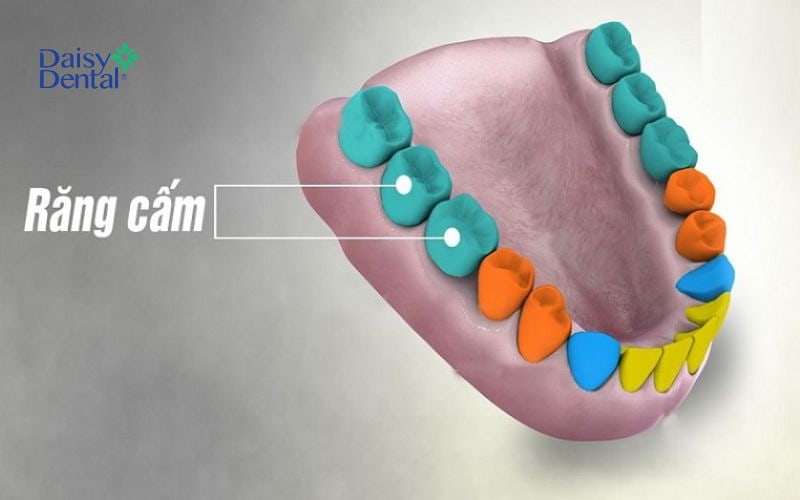 Răng cấm được ký hiệu là răng số 6 và răng số 7