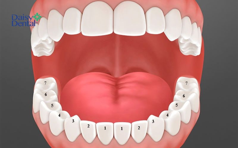 Răng số 6 và răng số 7 không thay lại nếu bị mất đi