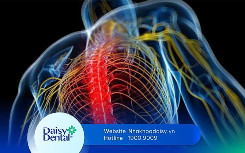 Con người có bao nhiêu đôi dây thần kinh tủy